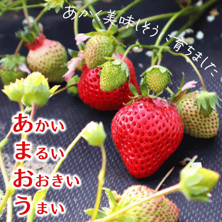水上ファームの宗像産あまおう 味わい重視・たっぷり約300g（6～15粒